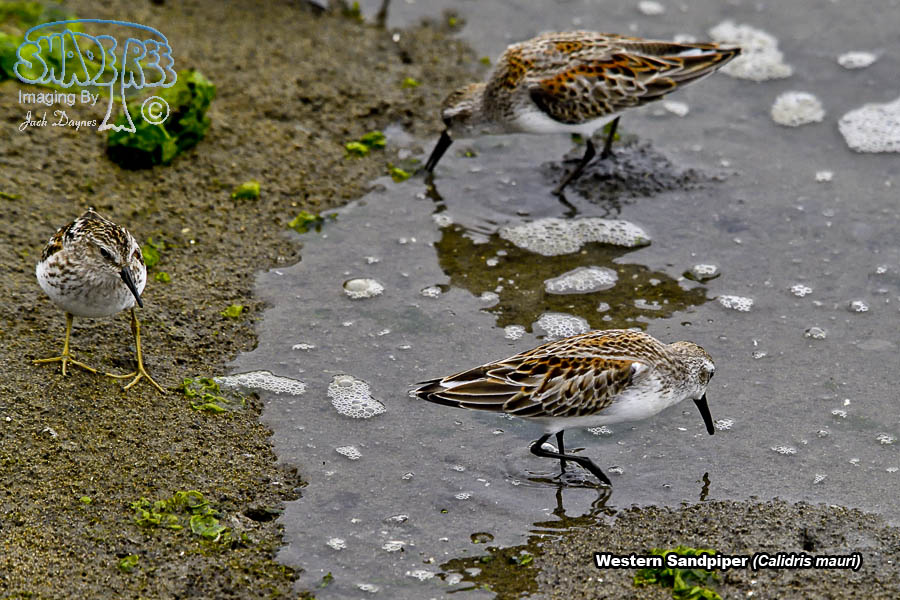 Western Sandpiper - Calidris mauri