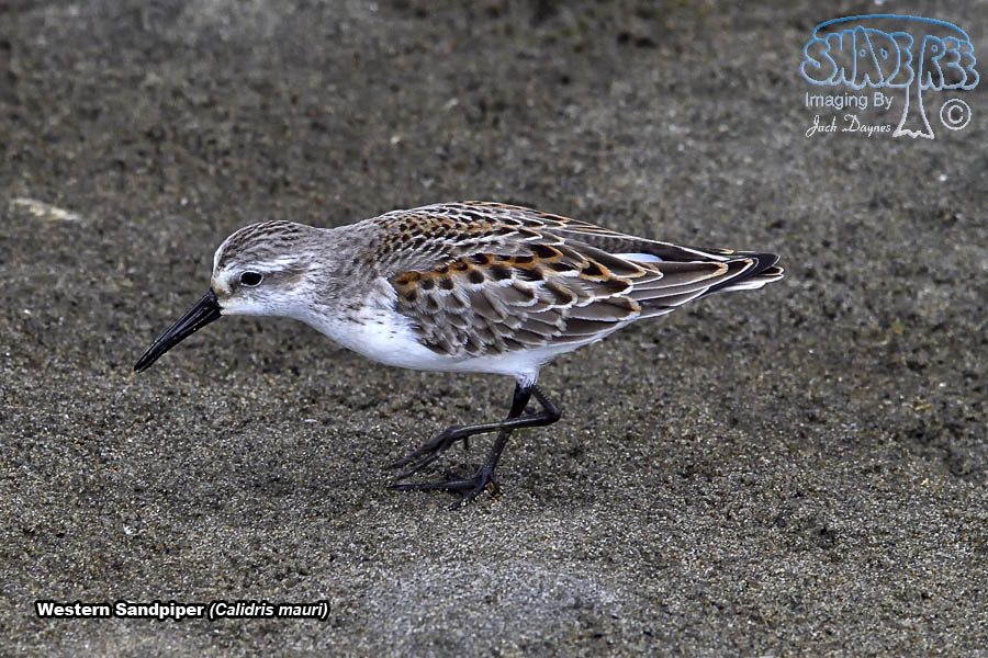 Western Sandpiper - Calidris mauri