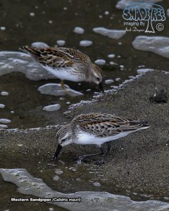 2017-09-07 Central Oregon Coast