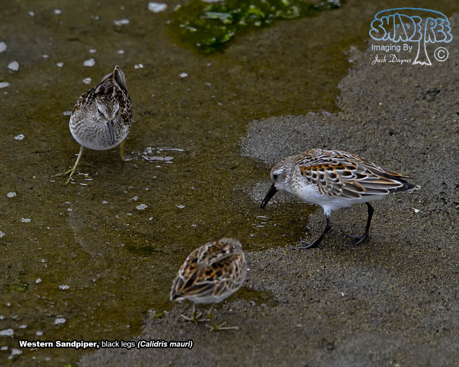 Western Sandpiper - Calidris mauri
