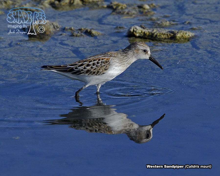 Western Sandpiper - Calidris mauri