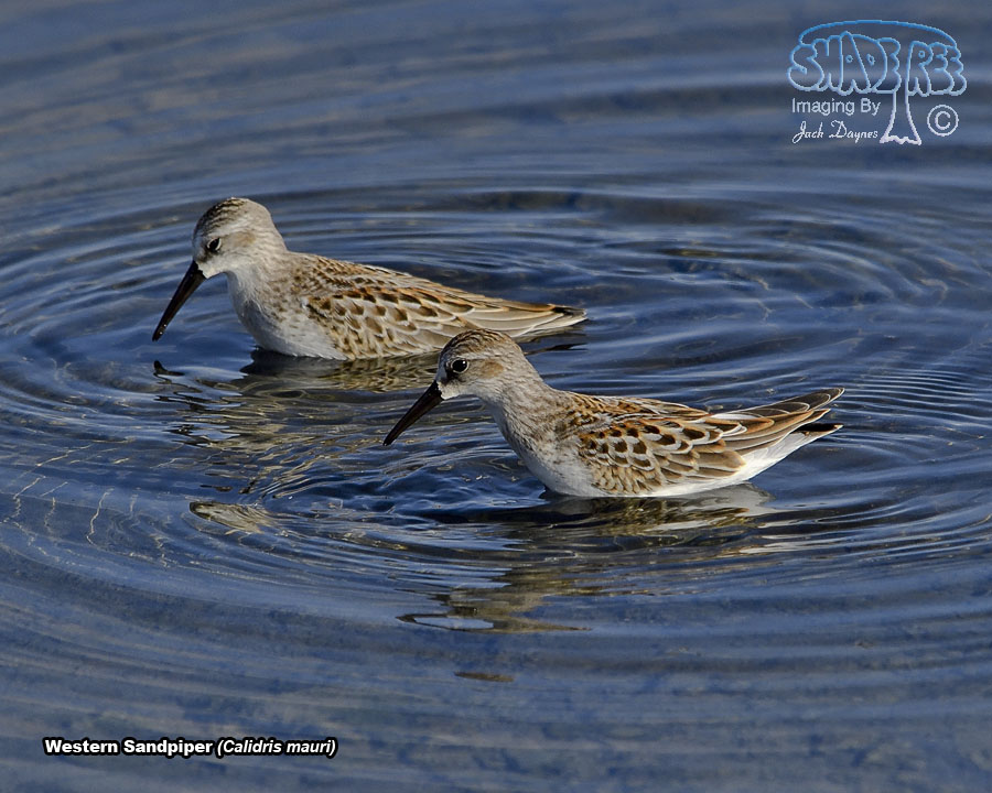 Western Sandpiper - Calidris mauri