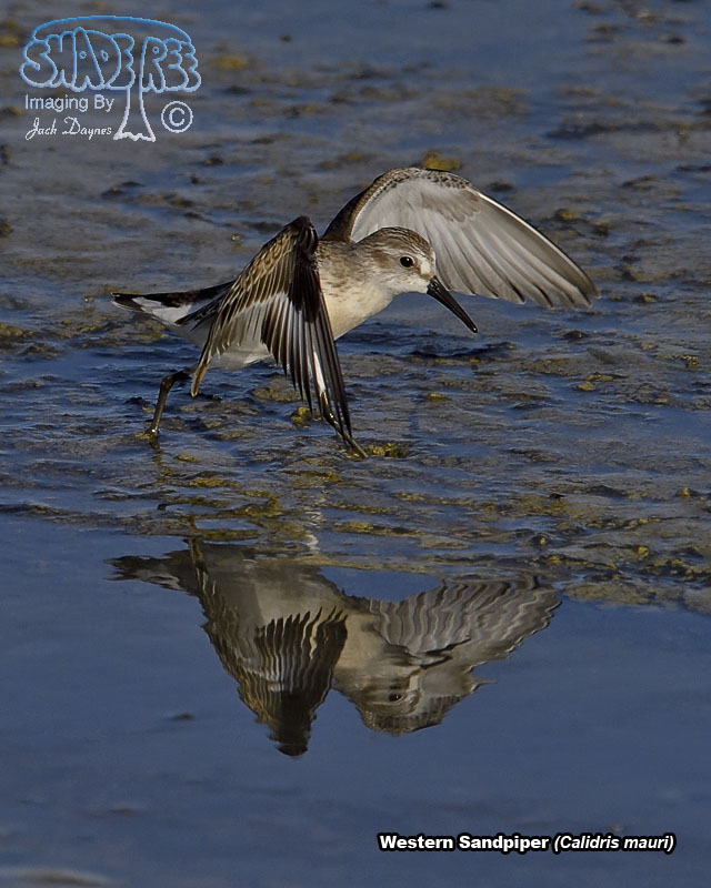 Western Sandpiper - Calidris mauri