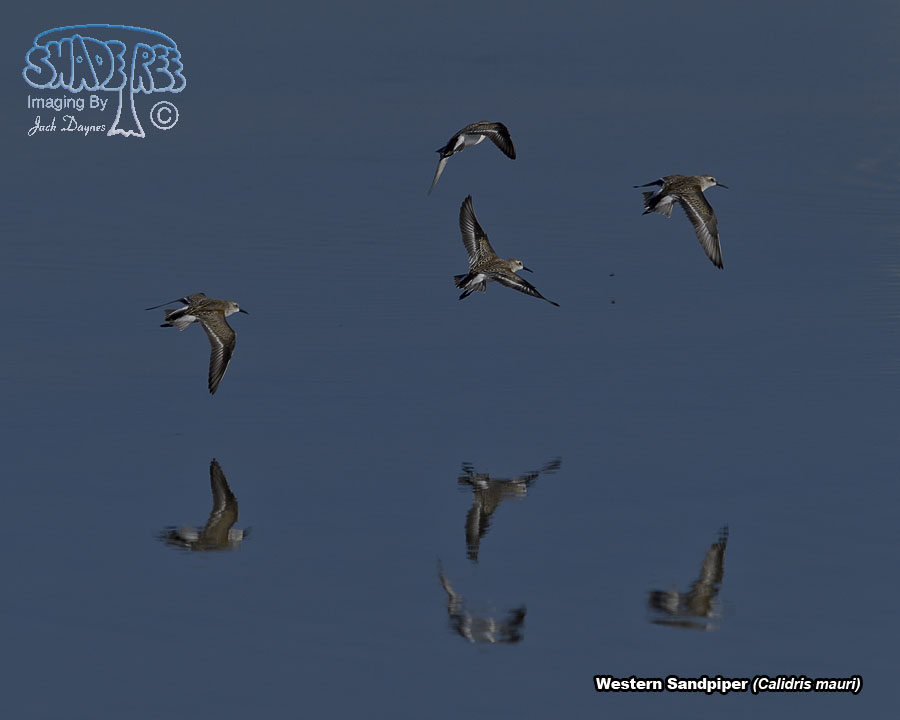 Western Sandpiper - Calidris mauri