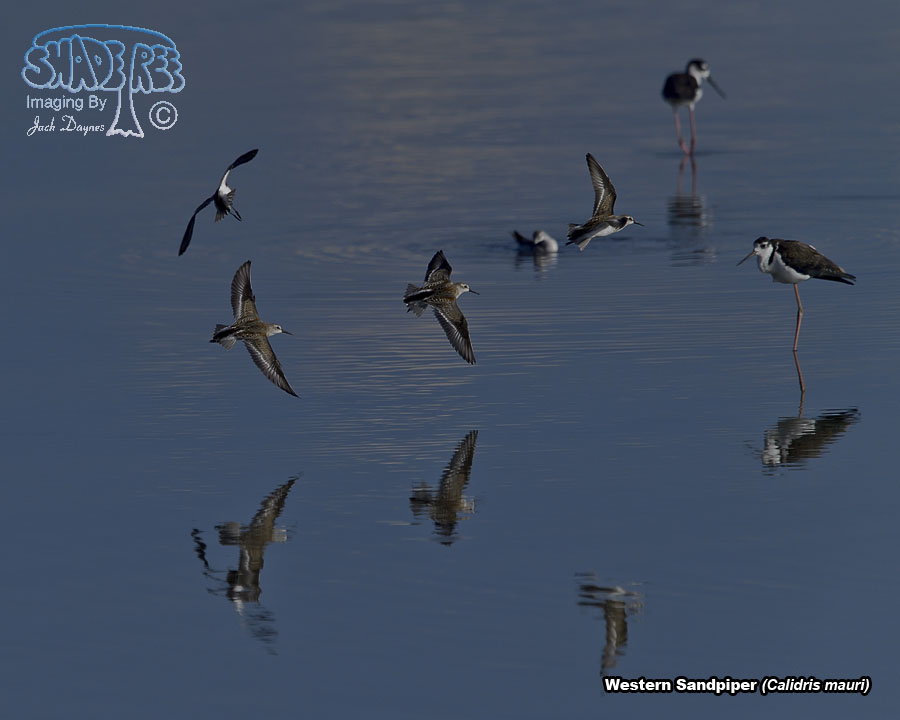 Western Sandpiper - Calidris mauri