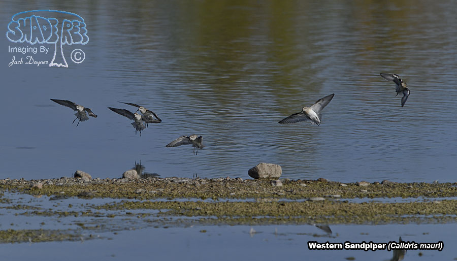 Western Sandpiper - Calidris mauri