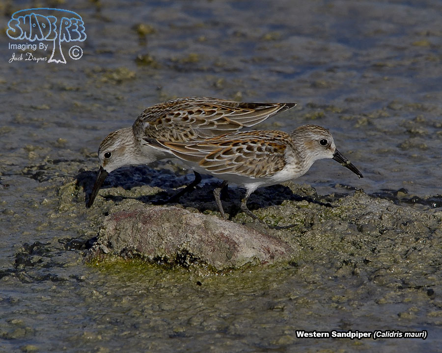Western Sandpiper - Calidris mauri