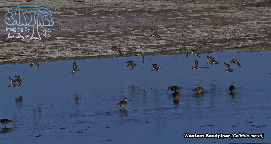 Western Sandpiper - Calidris mauri