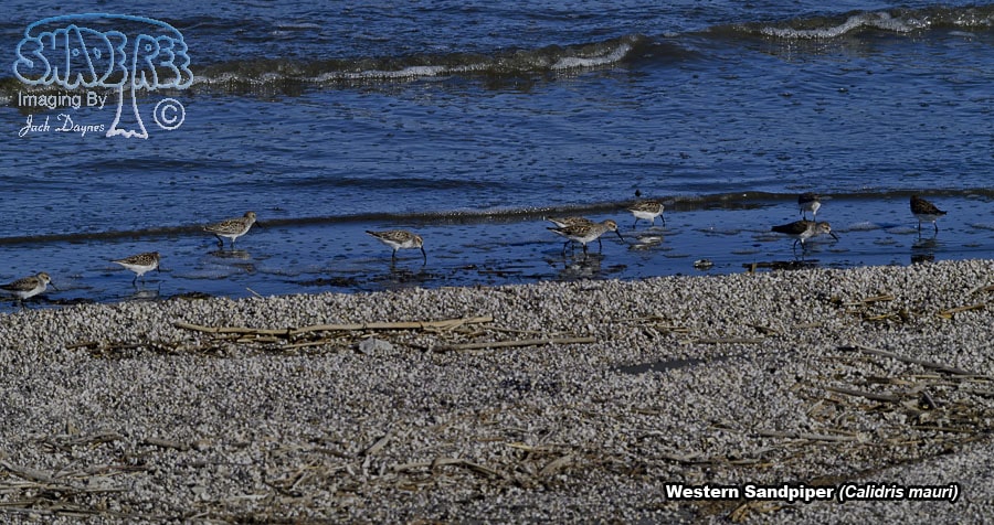 Western Sandpiper - Calidris mauri