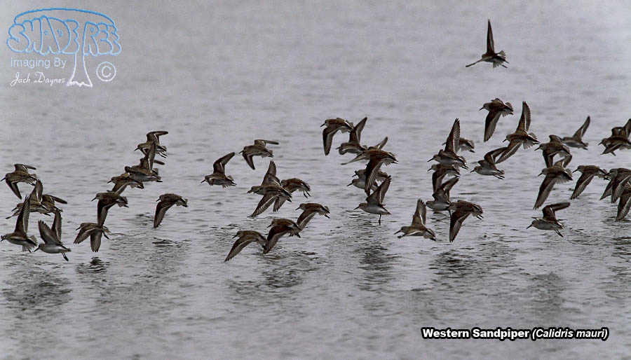 Western Sandpiper - Calidris mauri