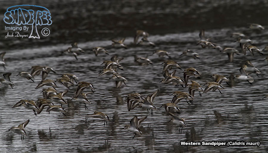 Western Sandpiper - Calidris mauri