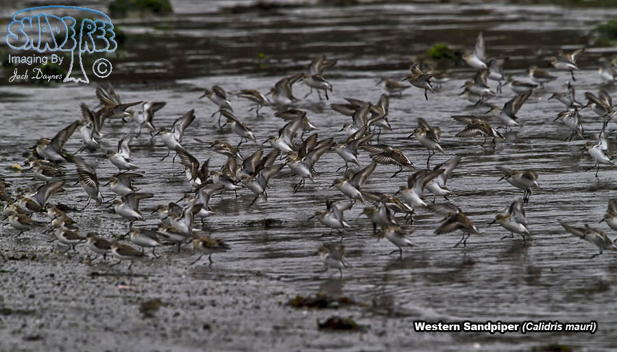 Western Sandpiper - Calidris mauri