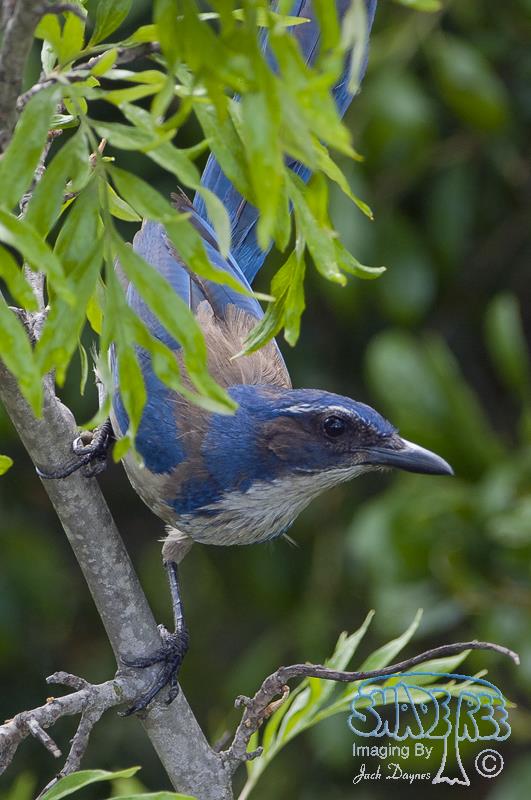 California Scrub-Jay - Aphelocoma californica