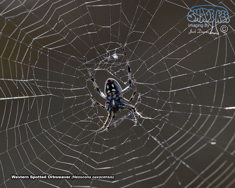 Western Spotted Orbweaver - Neoscona oaxacensis