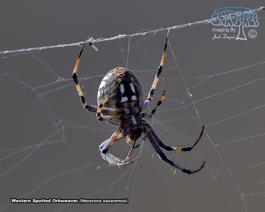 Western Spotted Orbweaver - Neoscona oaxacensis