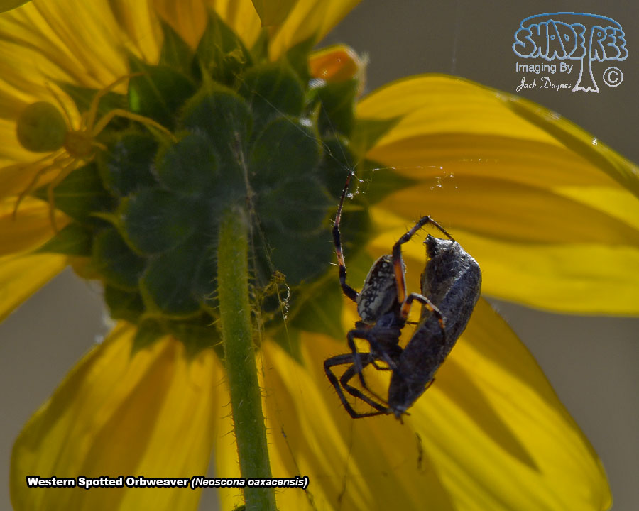 Western Spotted Orbweaver - Neoscona oaxacensis