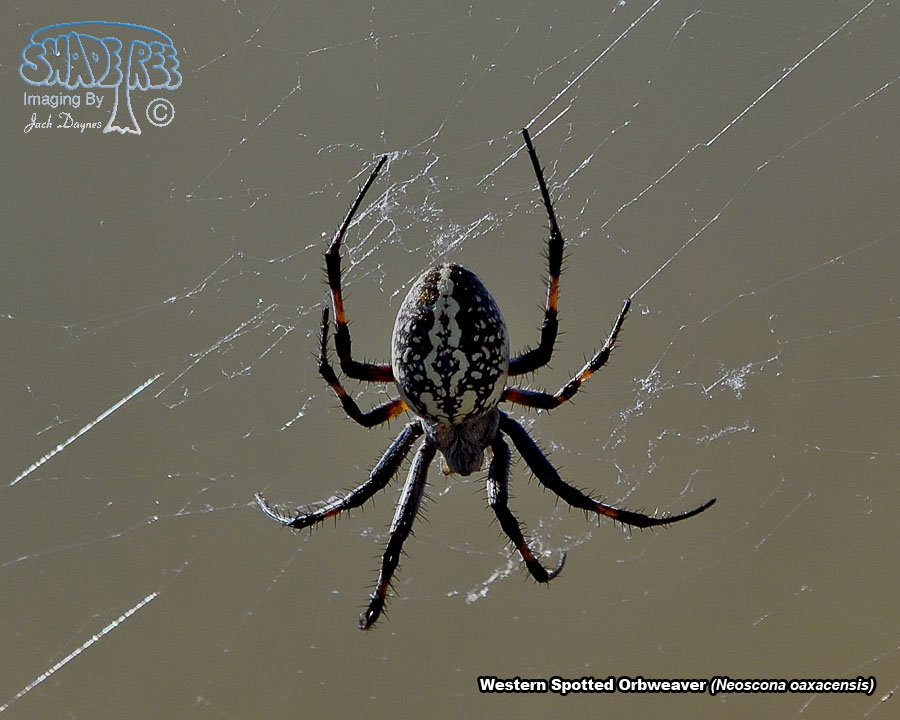 Western Spotted Orbweaver - Neoscona oaxacensis