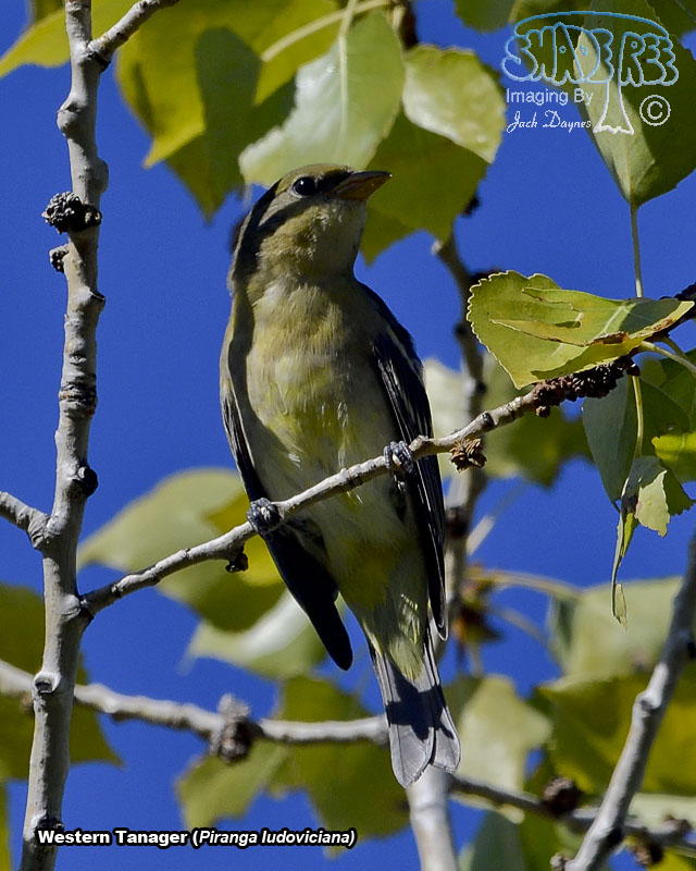 Western Tanager - Piranga ludoviciana