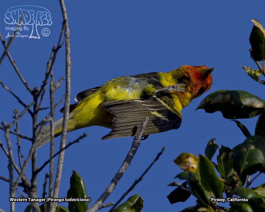 Western Tanager - Piranga ludoviciana