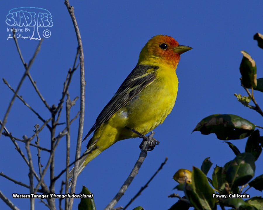Western Tanager - Piranga ludoviciana