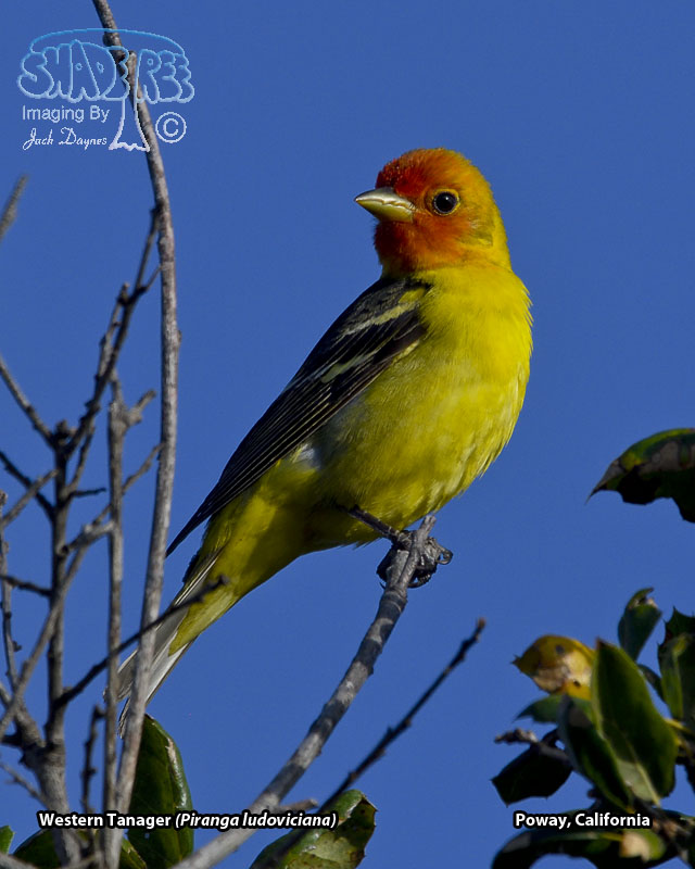 Western Tanager - Piranga ludoviciana