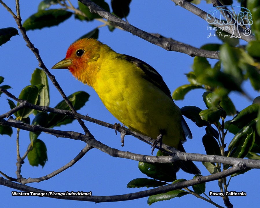 Western Tanager - Piranga ludoviciana