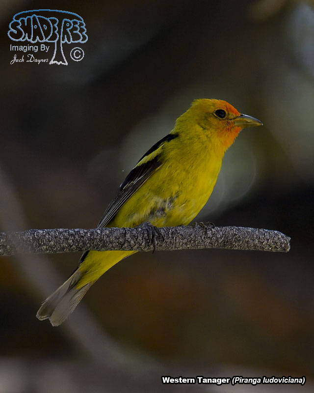 Western Tanager - Piranga ludoviciana