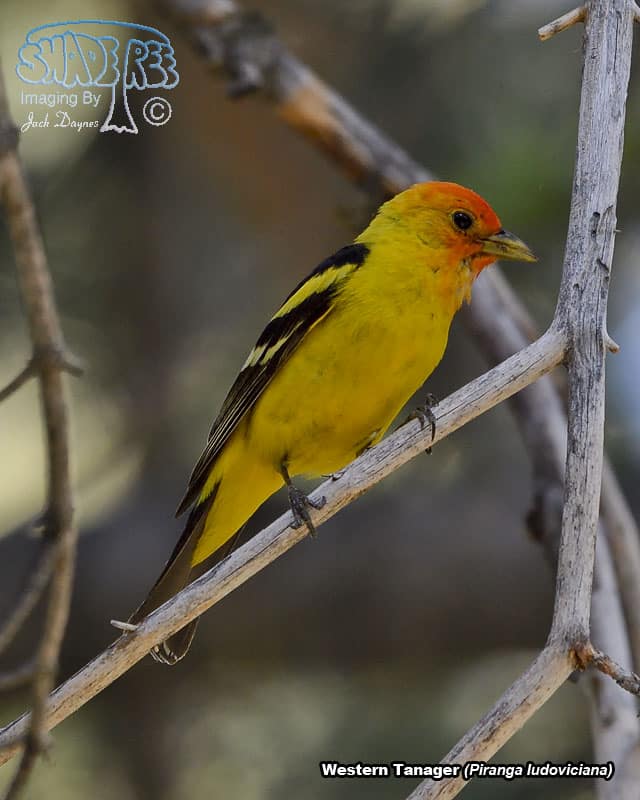Western Tanager - Piranga ludoviciana