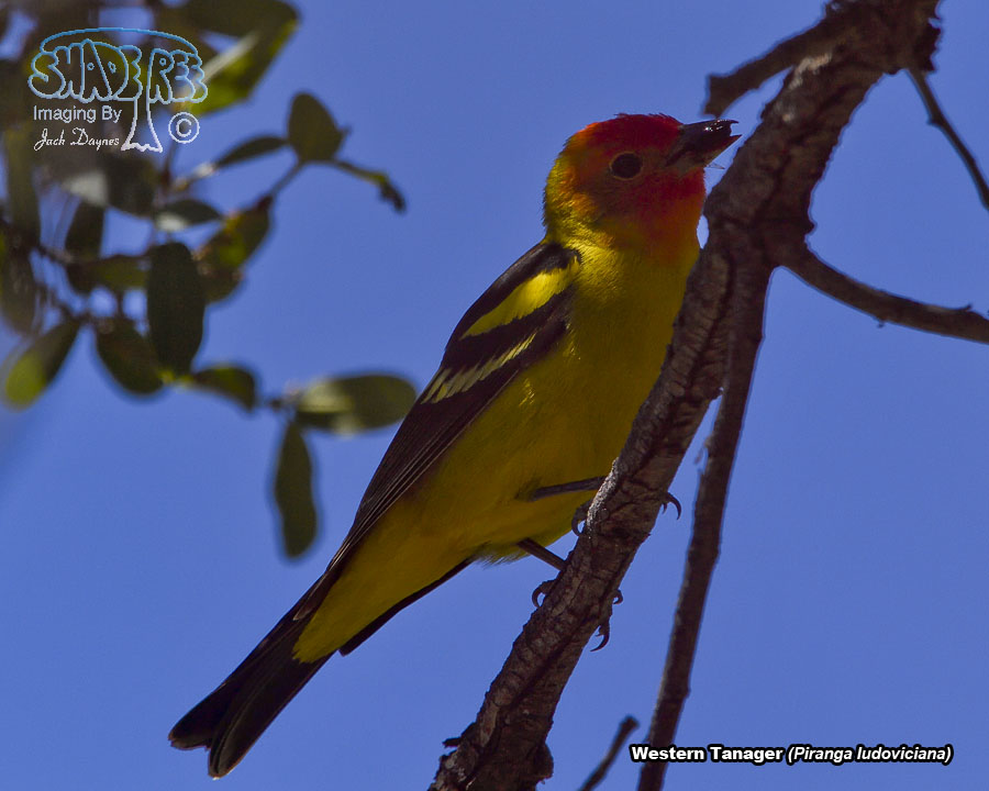 Western Tanager - Piranga ludoviciana