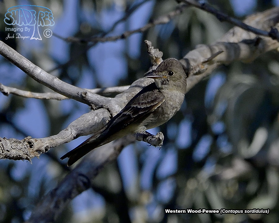 Western Wood-Pewee - Contopus sordidulus