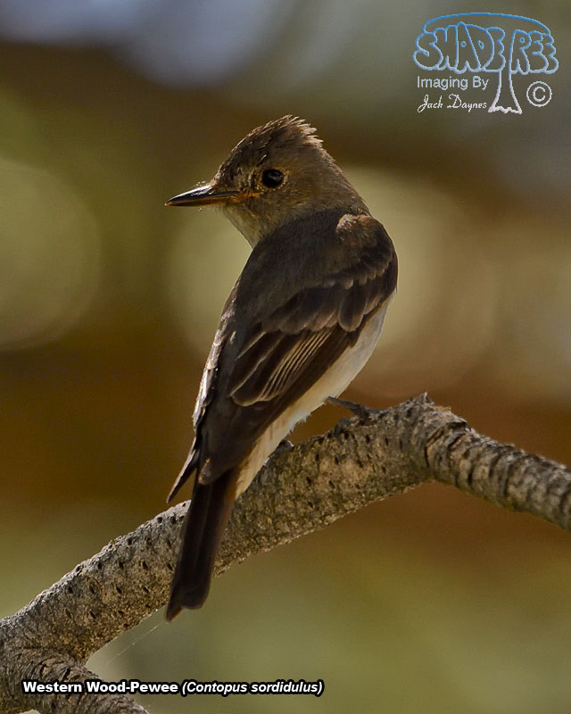 Western Wood-Pewee - Contopus sordidulus