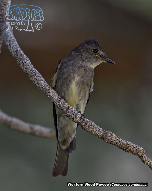 Western Wood-Pewee - Contopus sordidulus