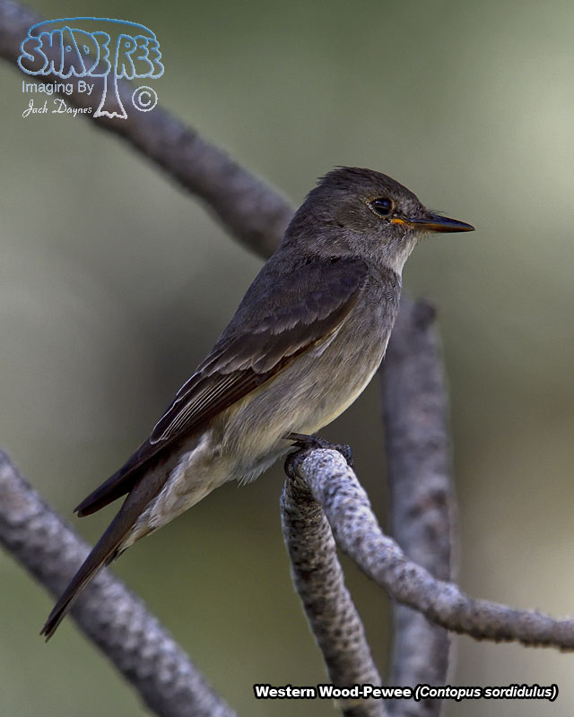 Western Wood-Pewee - Contopus sordidulus