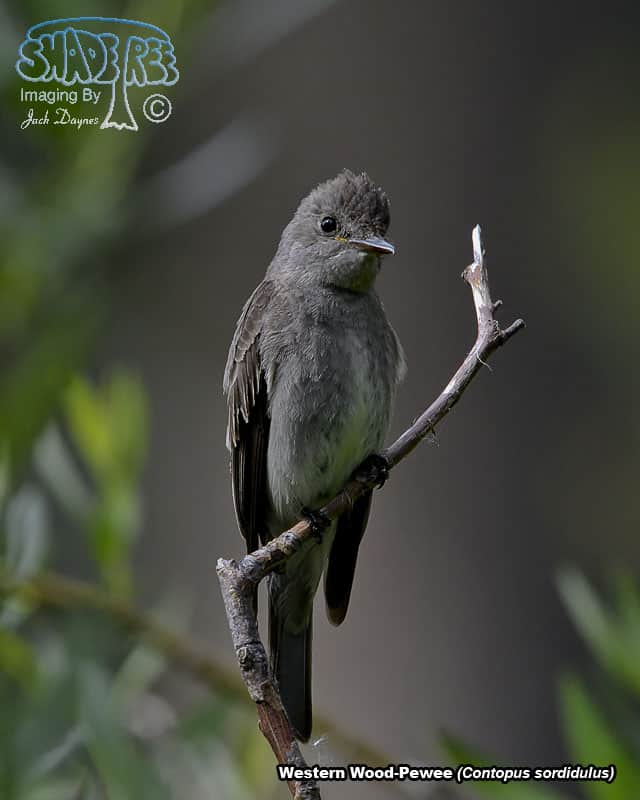 Western Wood-Pewee - Contopus sordidulus