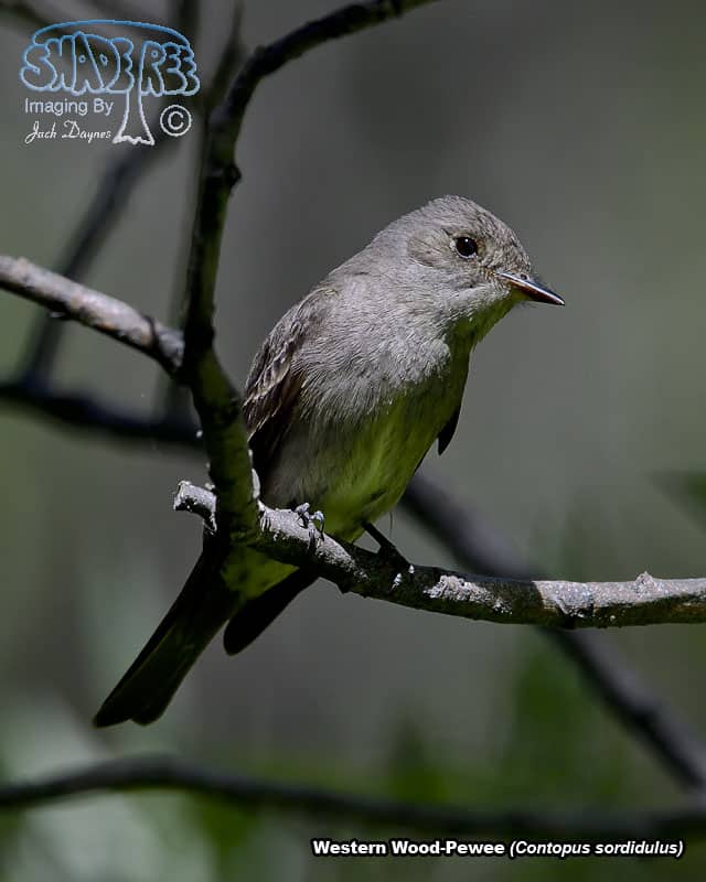 Western Wood-Pewee - Contopus sordidulus