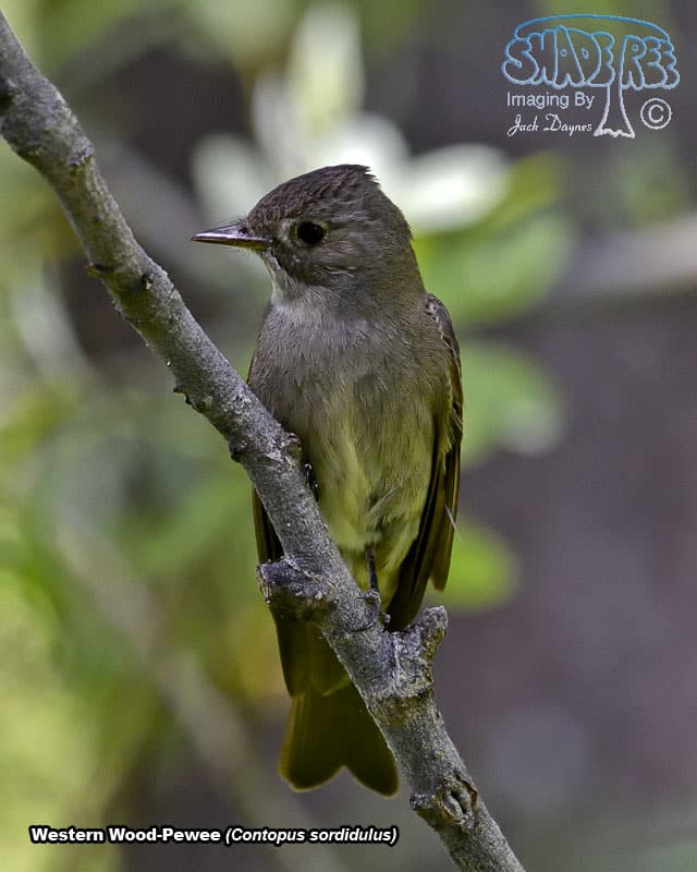 Western Wood-Pewee - Contopus sordidulus