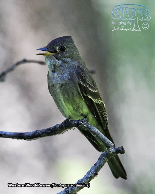 Western Wood-Pewee - Contopus sordidulus