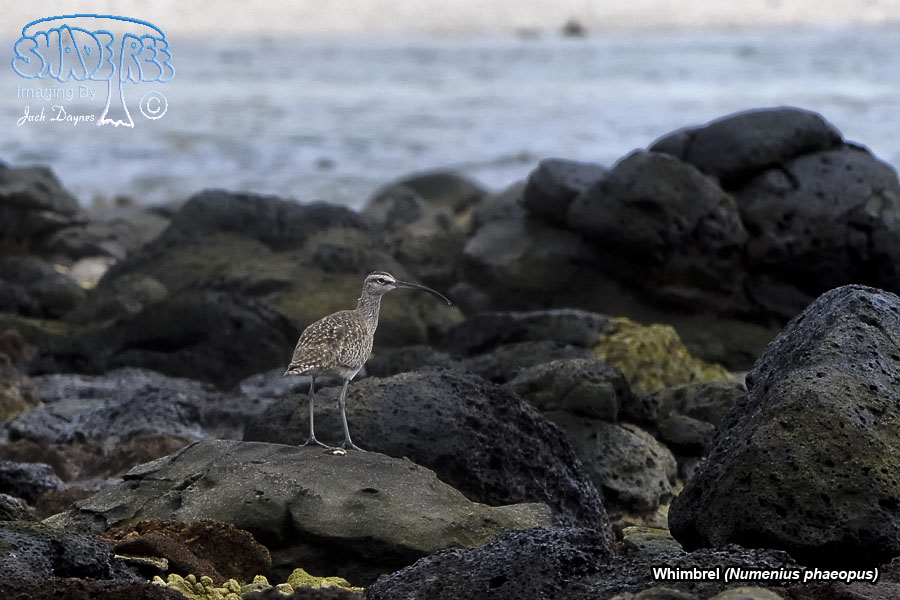 Whimbrel - Numenius phaeopus