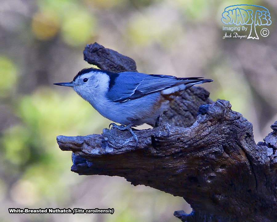 White-Breasted Nuthatch - Sitta carolinensis