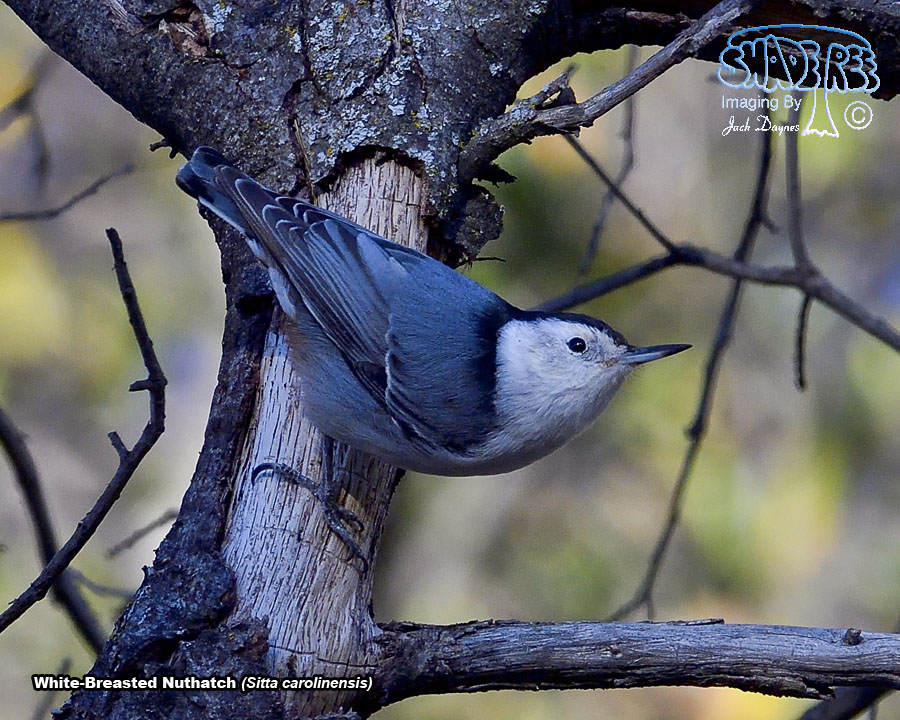 White-Breasted Nuthatch - Sitta carolinensis