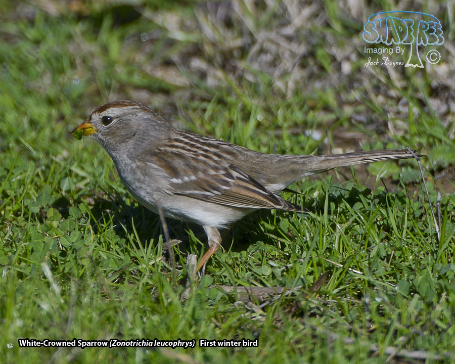 White-Crowned Sparrow - Zonotrichia leucophrys