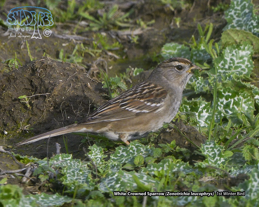 White-Crowned Sparrow - Zonotrichia leucophrys