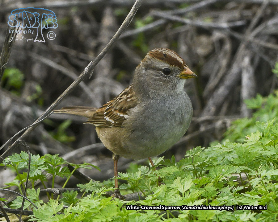 White-Crowned Sparrow - Zonotrichia leucophrys