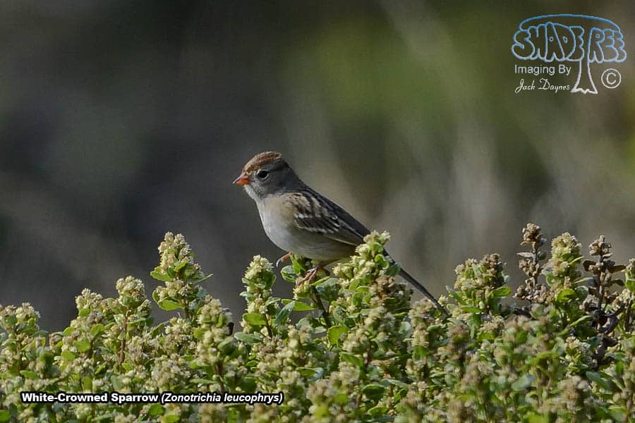 White-Crowned Sparrow - Zonotrichia leucophrys