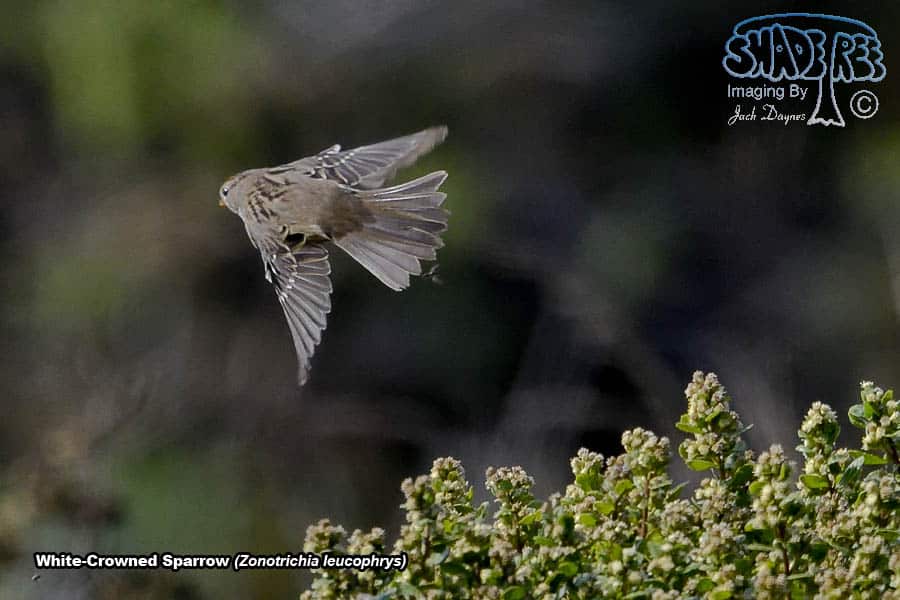 White-Crowned Sparrow - Zonotrichia leucophrys