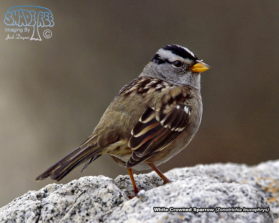 White-Crowned Sparrow - Zonotrichia leucophrys