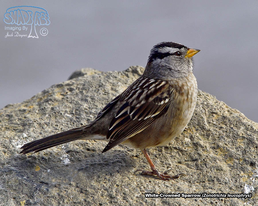 White-Crowned Sparrow - Zonotrichia leucophrys