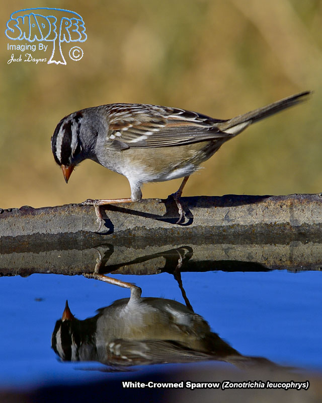 White-Crowned Sparrow - Zonotrichia leucophrys