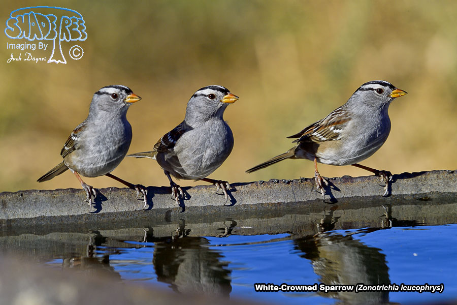 White-Crowned Sparrow - Zonotrichia leucophrys