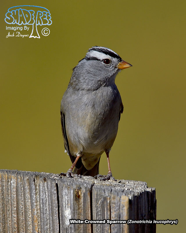 White-Crowned Sparrow - Zonotrichia leucophrys